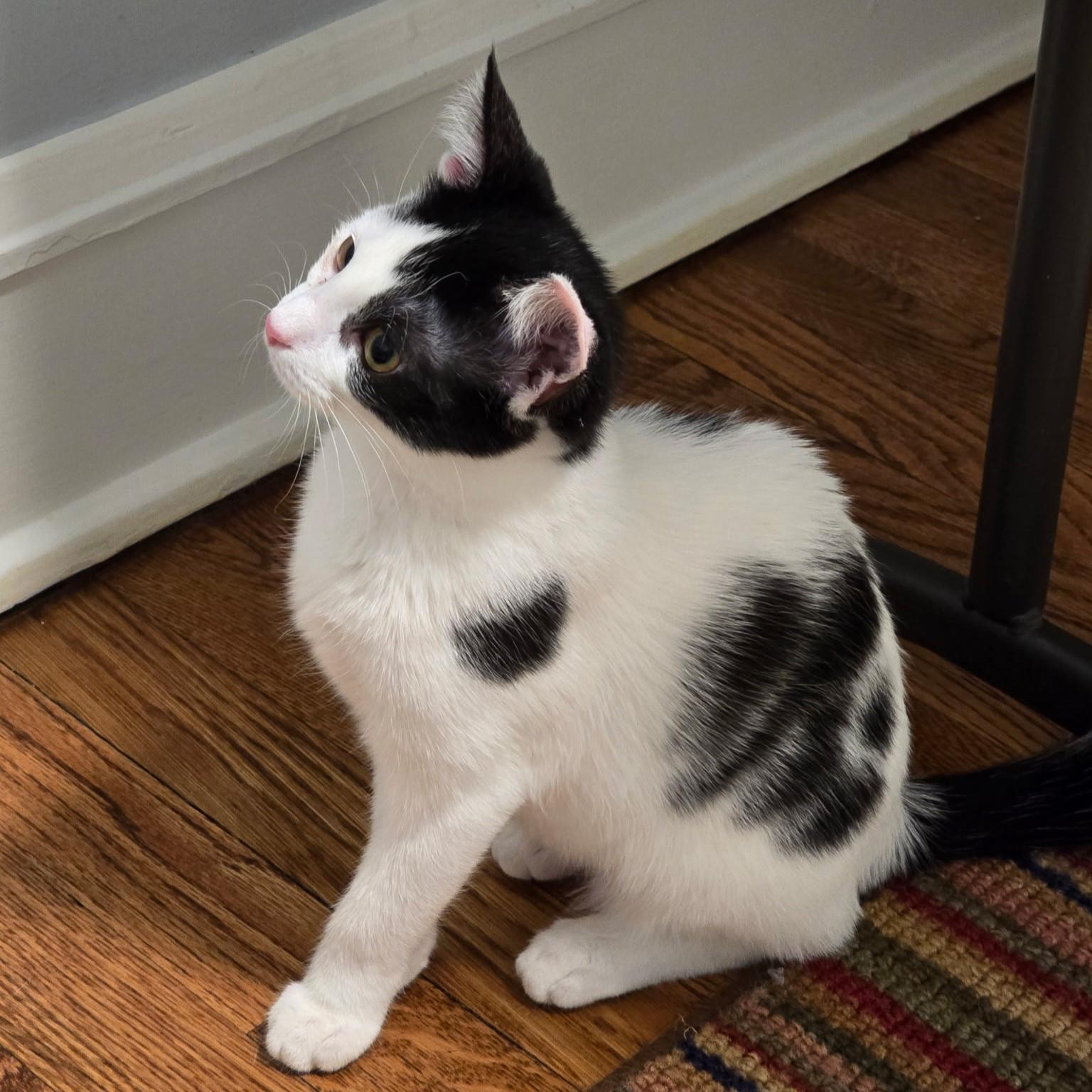 Enlarge Steffie, a Adoptable mixed breed in Lombard, IL image 4/4