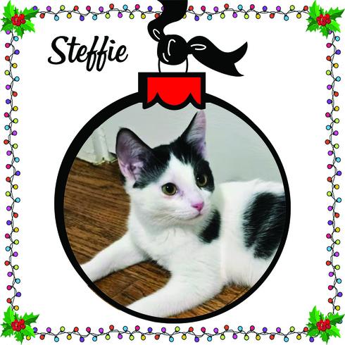 Steffie, Adoptable, Kitten Female Tuxedo & Domestic Short Hair.