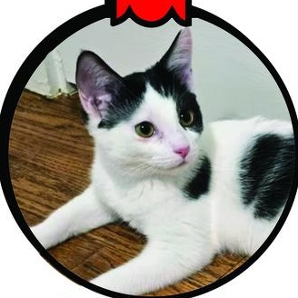 Enlarge Steffie, a Adoptable mixed breed in Lombard, IL image 2/5