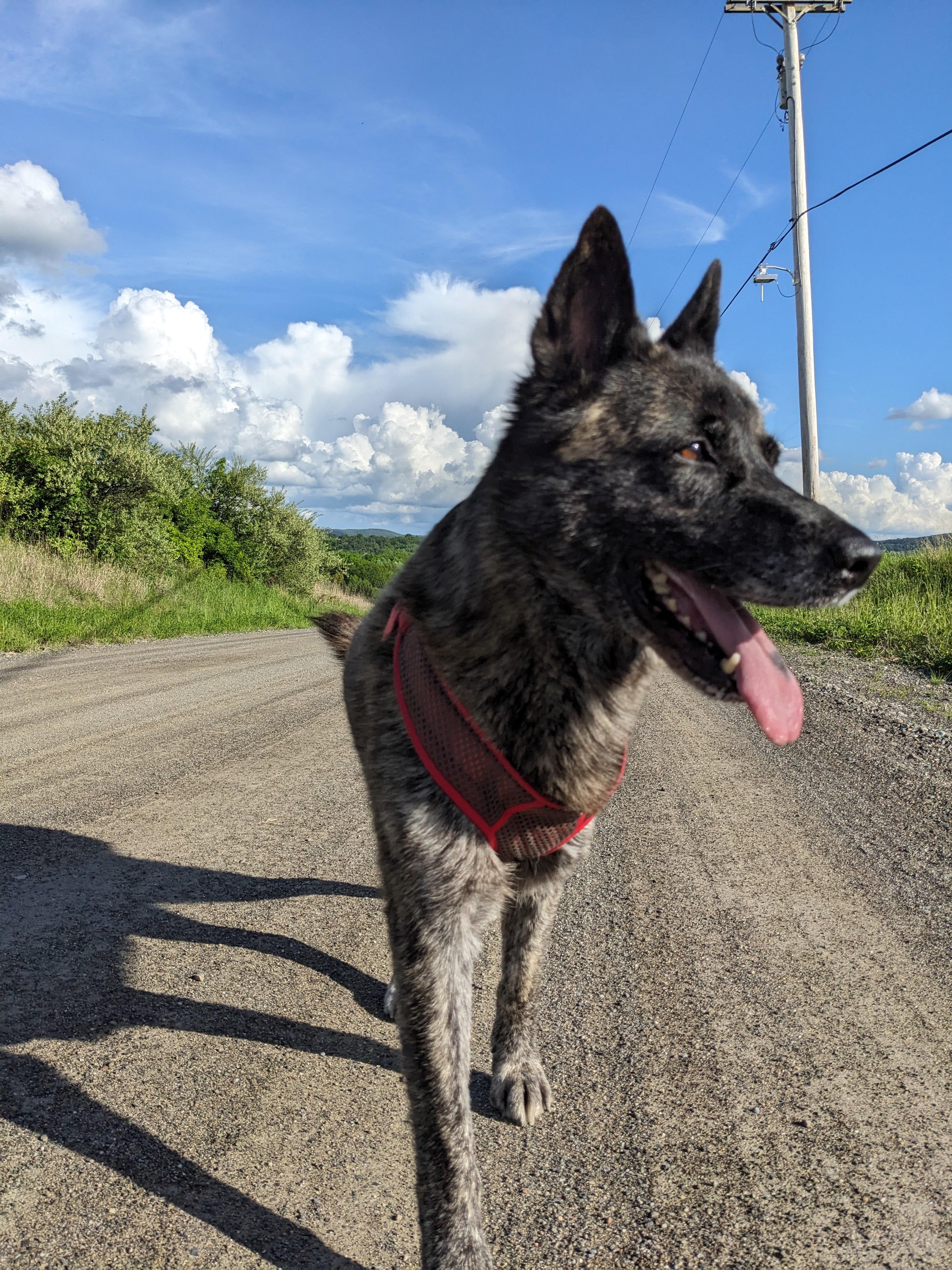 Trixie, Adoptable, Adult Female Dutch Shepherd.