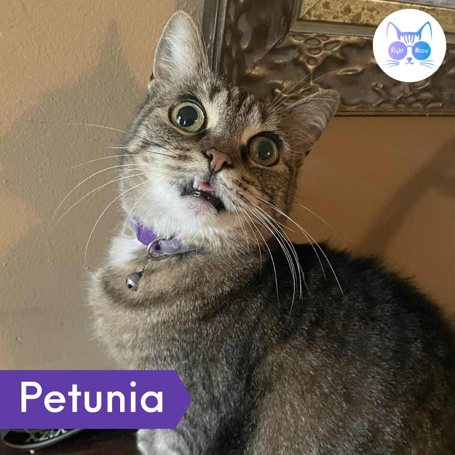 Petunia - adoption fee waived!, ADOPTABLE, Adult Female Domestic Short Hair.