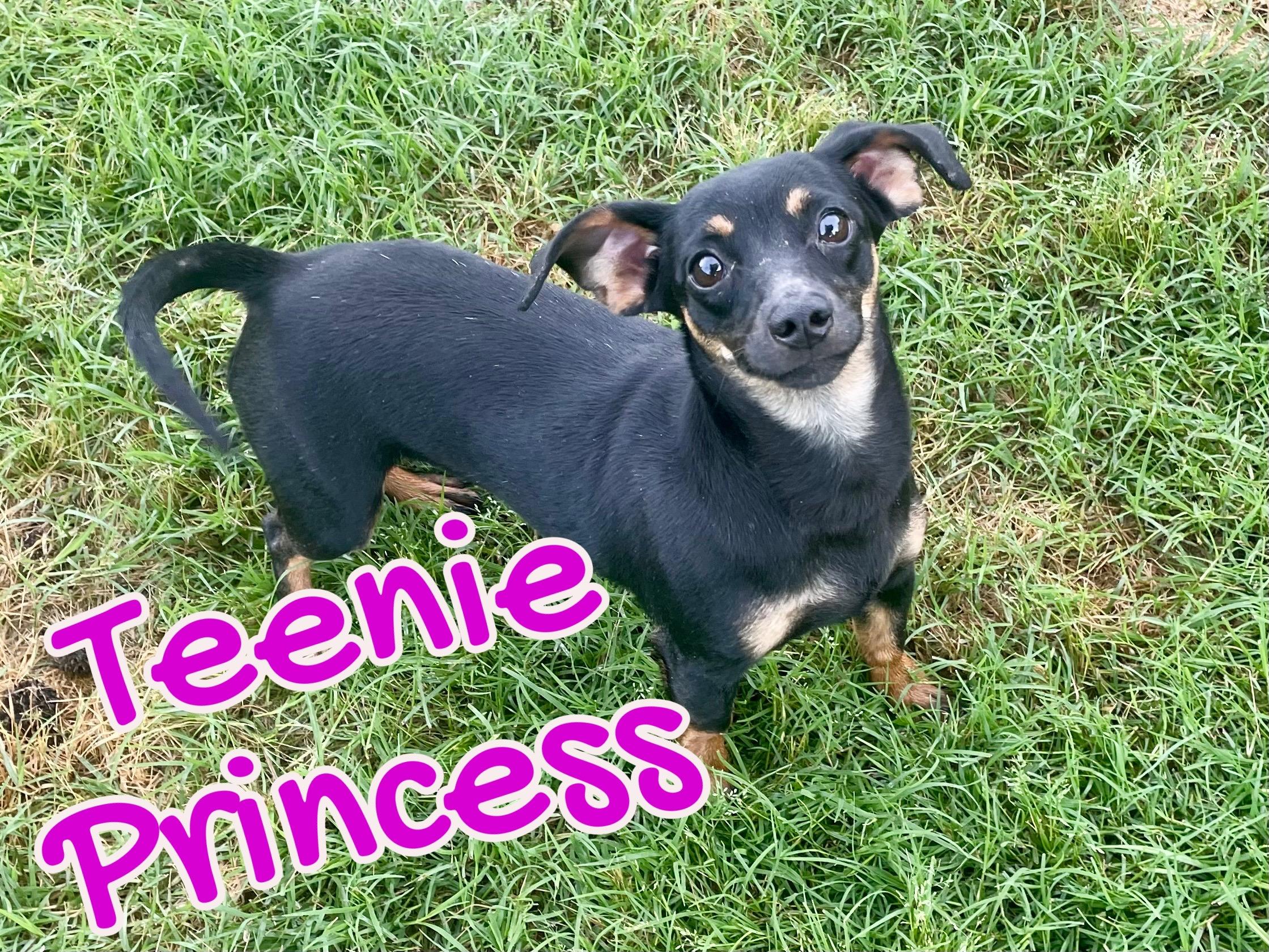 Teenie Princess in Texarkana TX