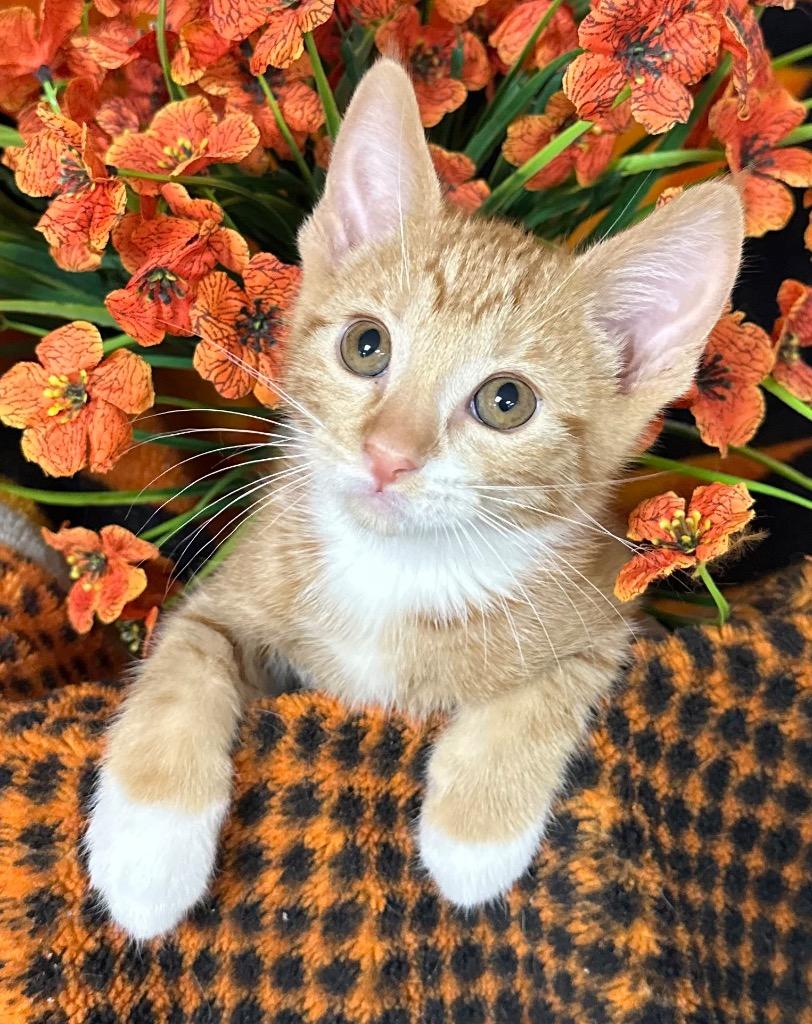 4/19/26 Huckleberry, Adoptable, Kitten Male Domestic Short Hair.