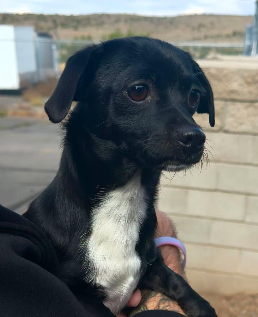 Snoopy, ADOPTABLE, Adult Male Chihuahua.