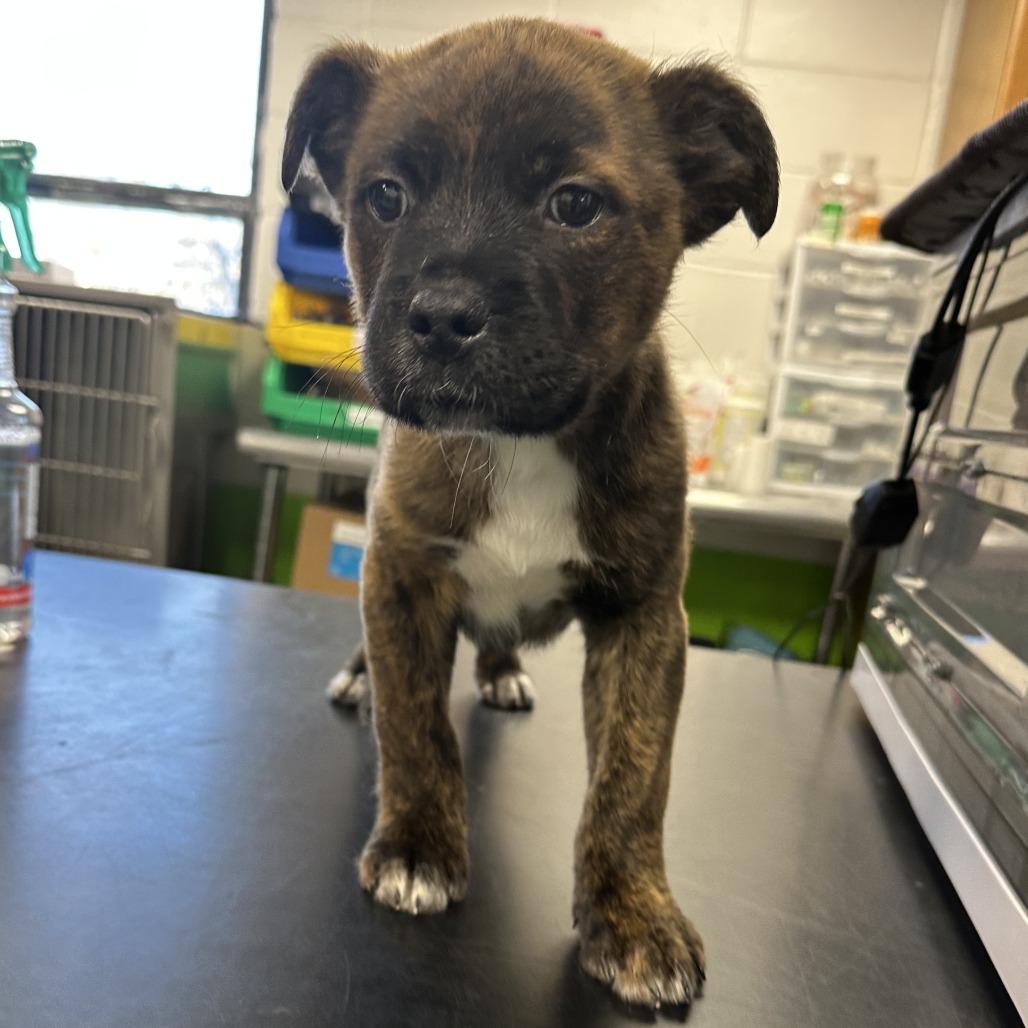 Rudolph, Adoptable, Puppy Male Mixed Breed.