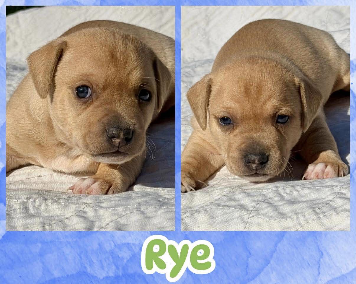 Rye, ADOPTABLE, Puppy Male Chihuahua.