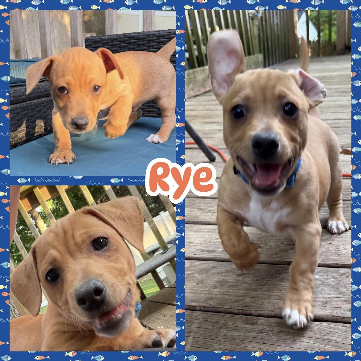 Rye, ADOPTABLE, Puppy Male Chihuahua.