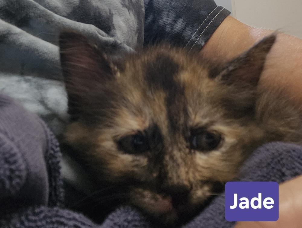 Enlarge Jade, a Adoptable mixed breed in East Greenville, PA image 3/6