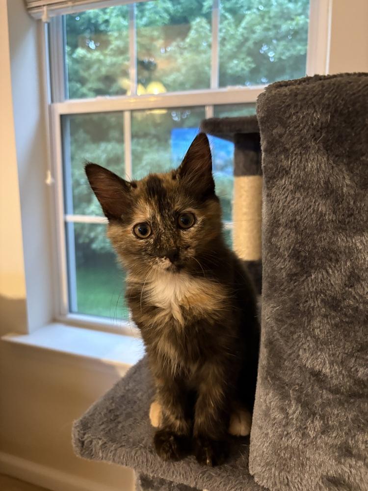Enlarge Jade, a Adoptable mixed breed in East Greenville, PA image 6/6