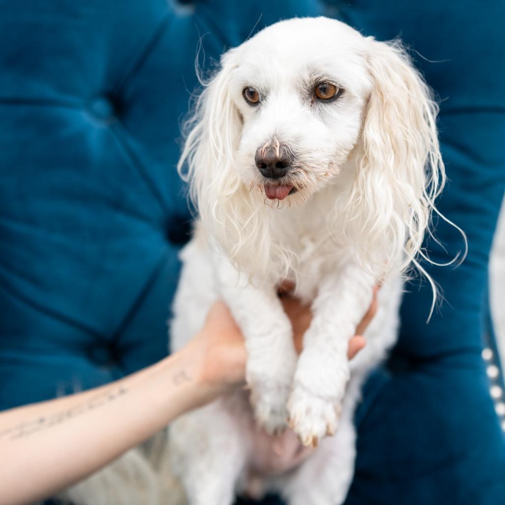 Enlarge Peach, a ADOPTABLE Coton de Tulear in Zionsville, IN image 1/1