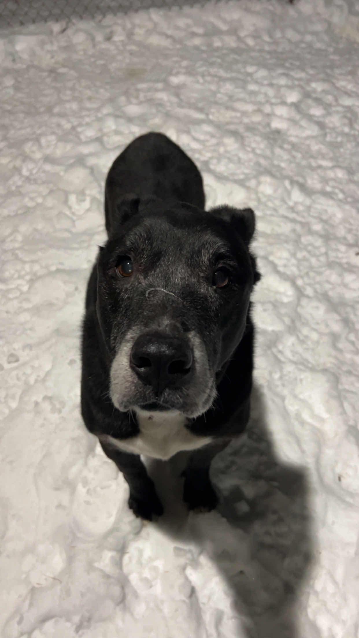 Enlarge Chico, a Adoptable Mixed Breed in Houghton, MI image 3/4