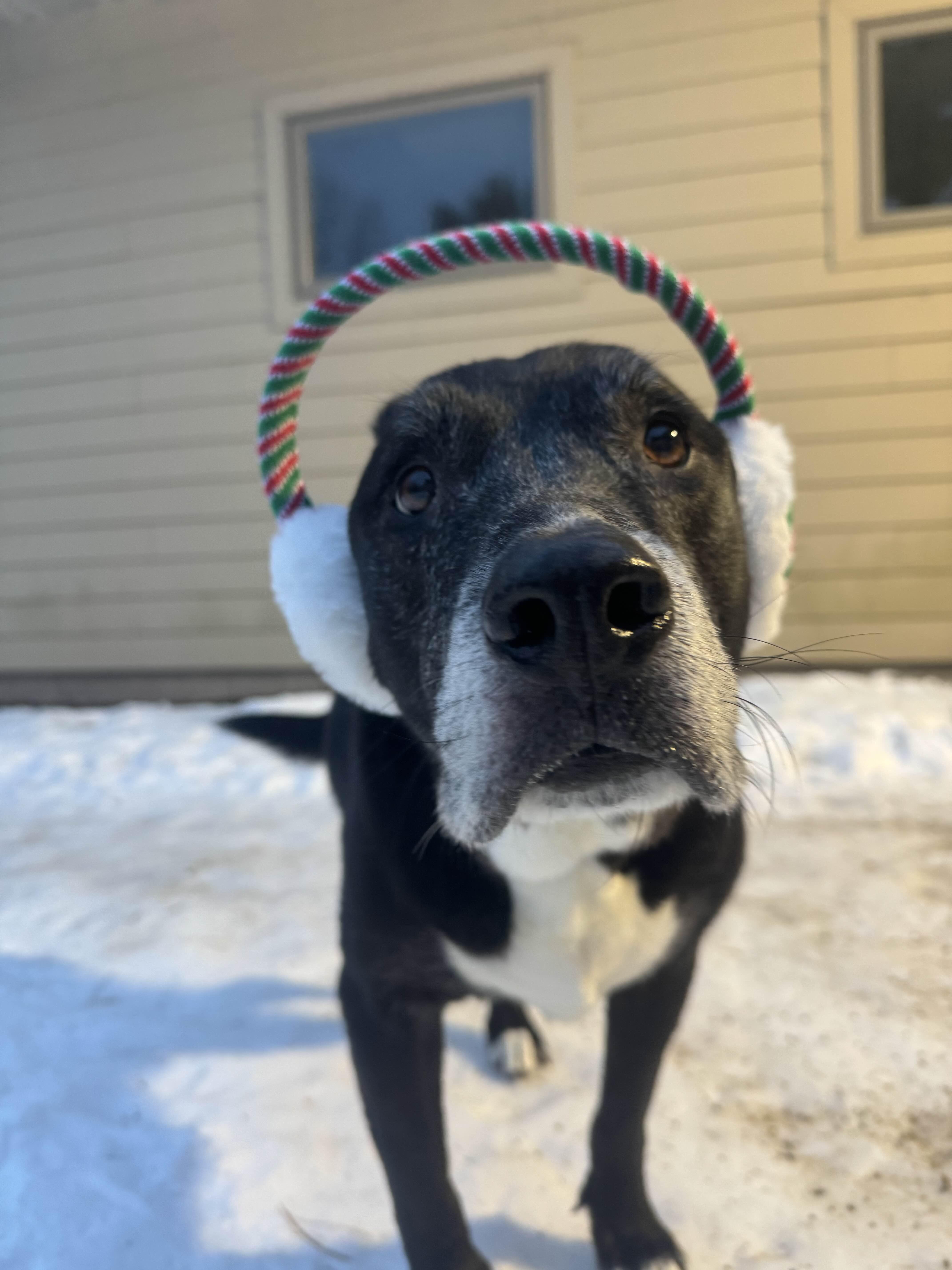 Enlarge Chico, a Adoptable Mixed Breed in Houghton, MI image 2/4