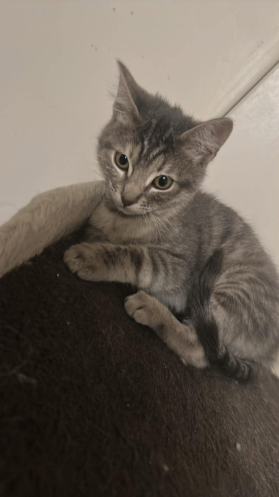 Enlarge Nacho, a Adoptable mixed breed in Oklahoma City, OK image 2/2