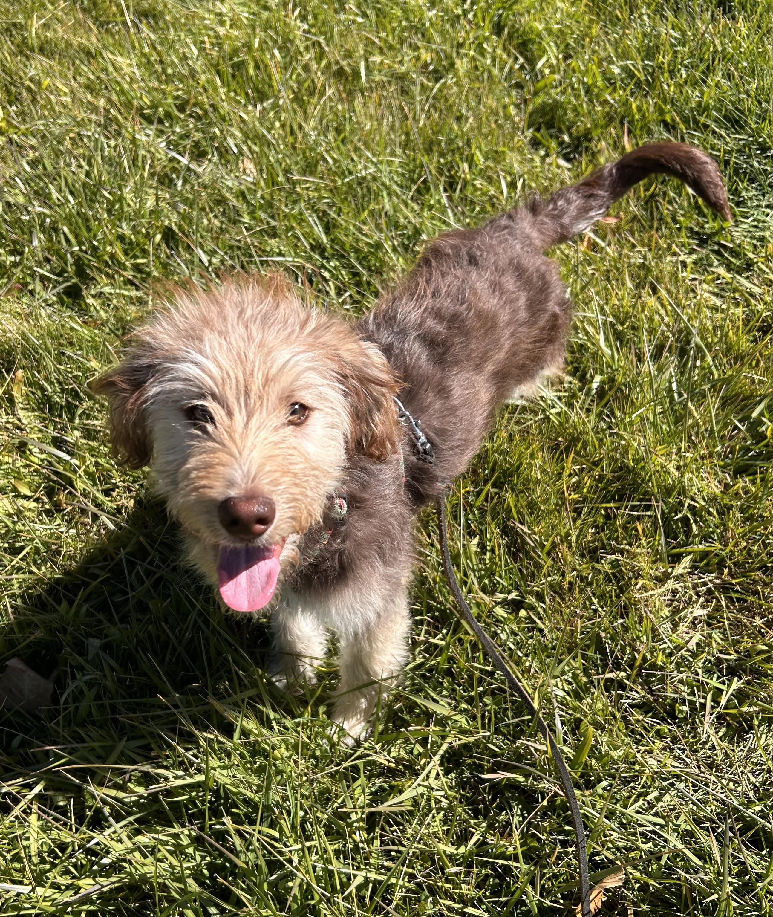 Maple, a Adopted Goldendoodle in Durango, CO image 1/3