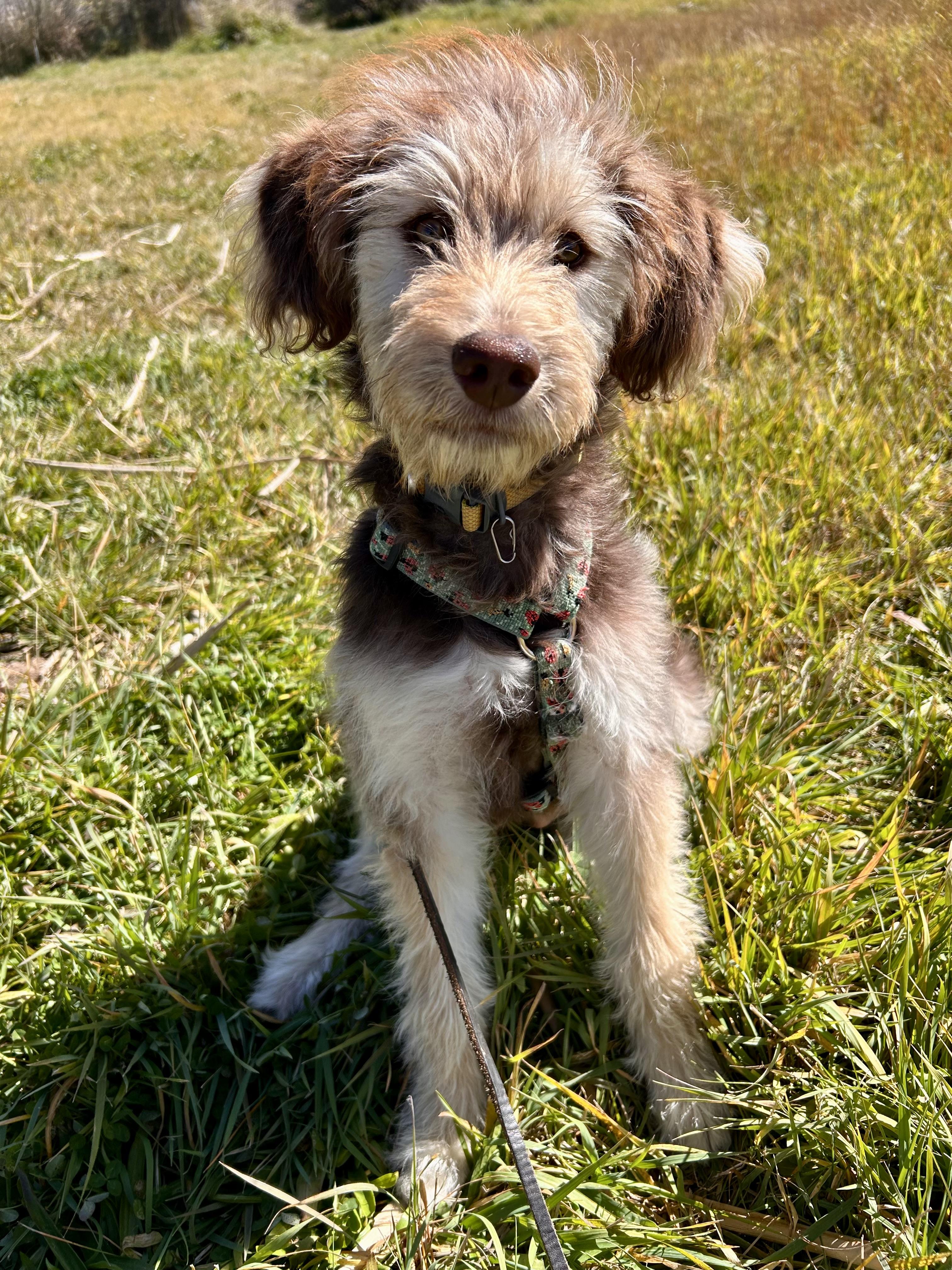 Maple, a Adopted Goldendoodle in Durango, CO image 3/3
