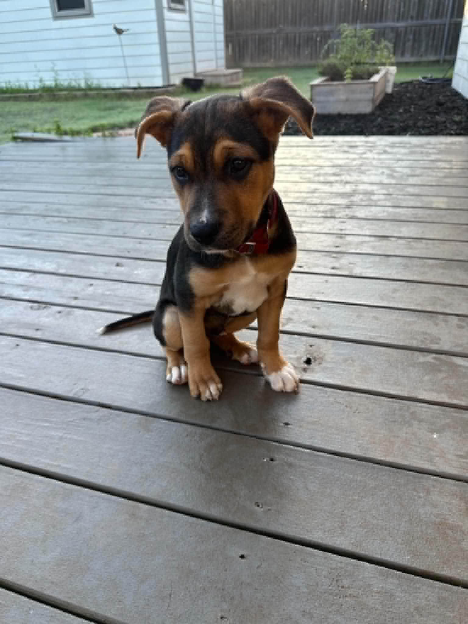 Stevie, a ADOPTABLE mixed breed in Yukon, OK image 3/4