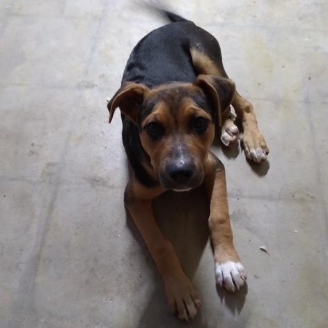 Stevie, an adoptable mixed breed in Yukon, OK image 2/6