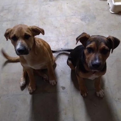Stevie, an adoptable mixed breed in Yukon, OK image 3/6