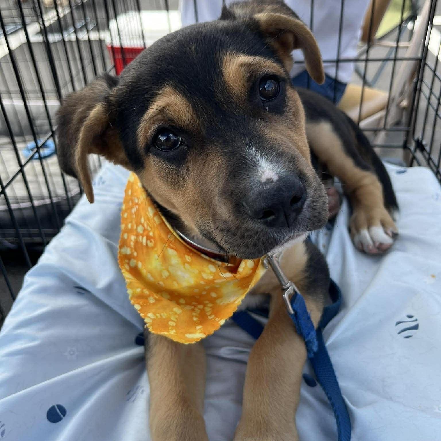 Stevie, ADOPTABLE, Puppy Male German Shepherd Dog & Labrador Retriever.