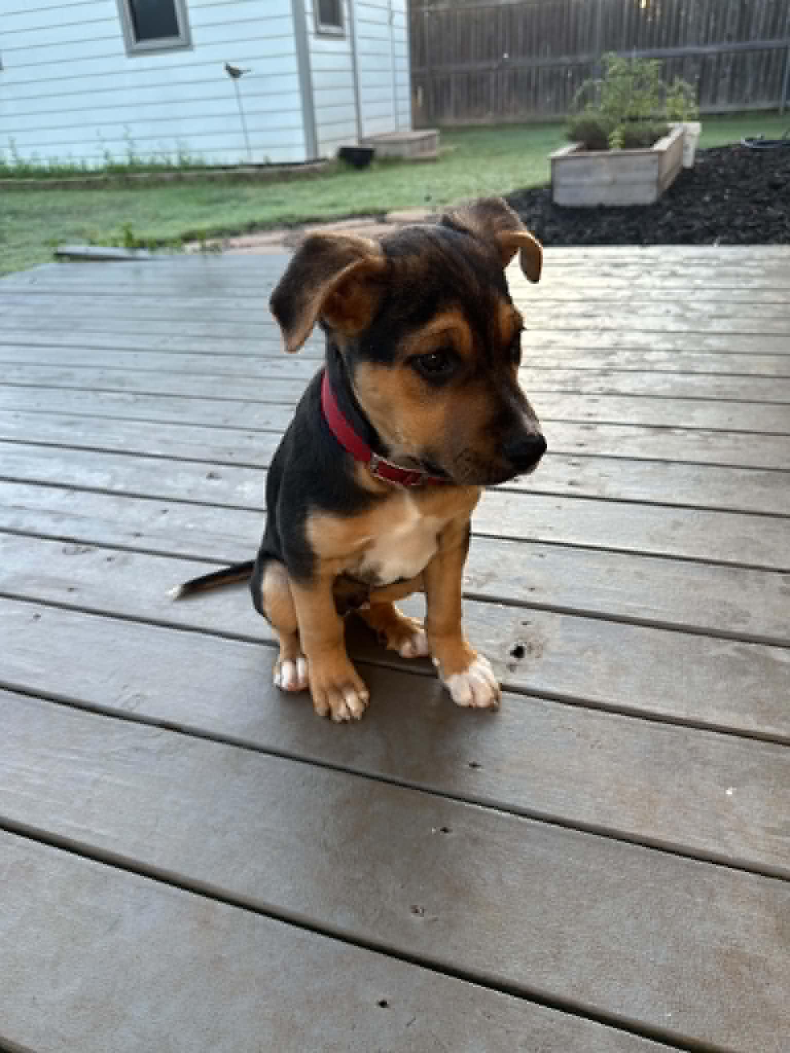 Stevie, a ADOPTABLE mixed breed in Yukon, OK image 2/4