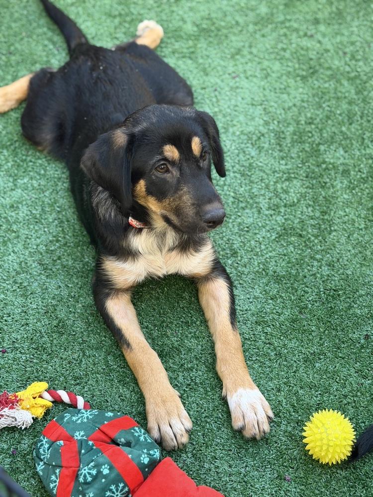 Kaia, Adoptable, Puppy Female German Shepherd Dog.