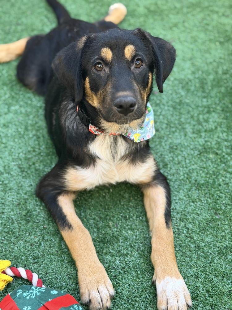 Enlarge Kaia, a Adoptable mixed breed in Pleasant Hill, CA image 2/2