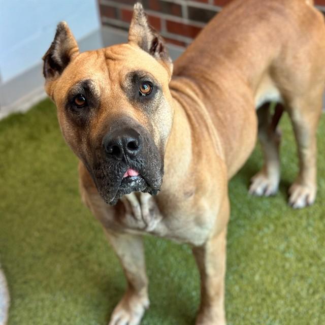 GINA, Adoptable, Adult Female Cane Corso & Mixed Breed.