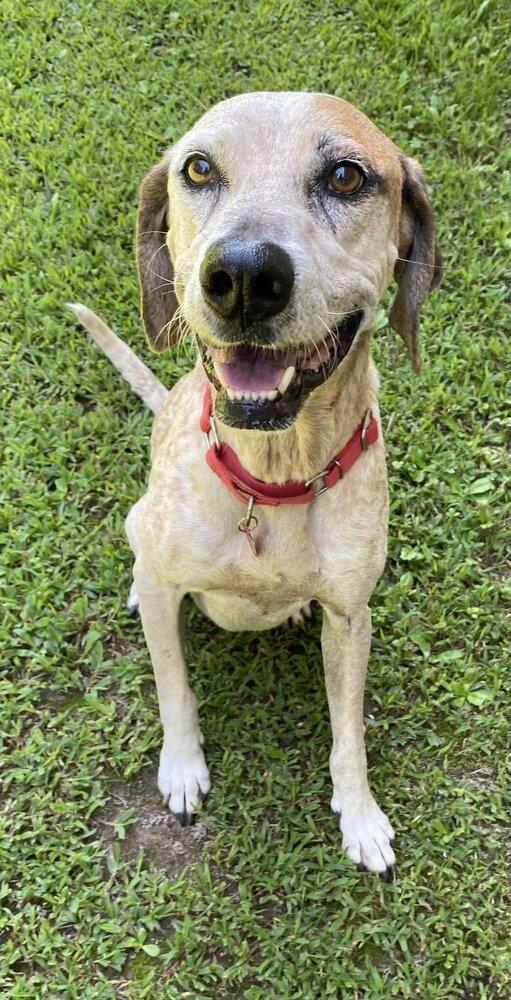 Enlarge Sprinkles (NEGAS), a Adoptable mixed breed in Hartwell, GA image 1/1