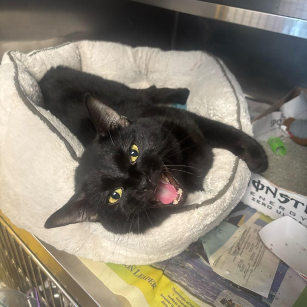 Pipe Cleaner, ADOPTABLE, Adult Male Domestic Short Hair.