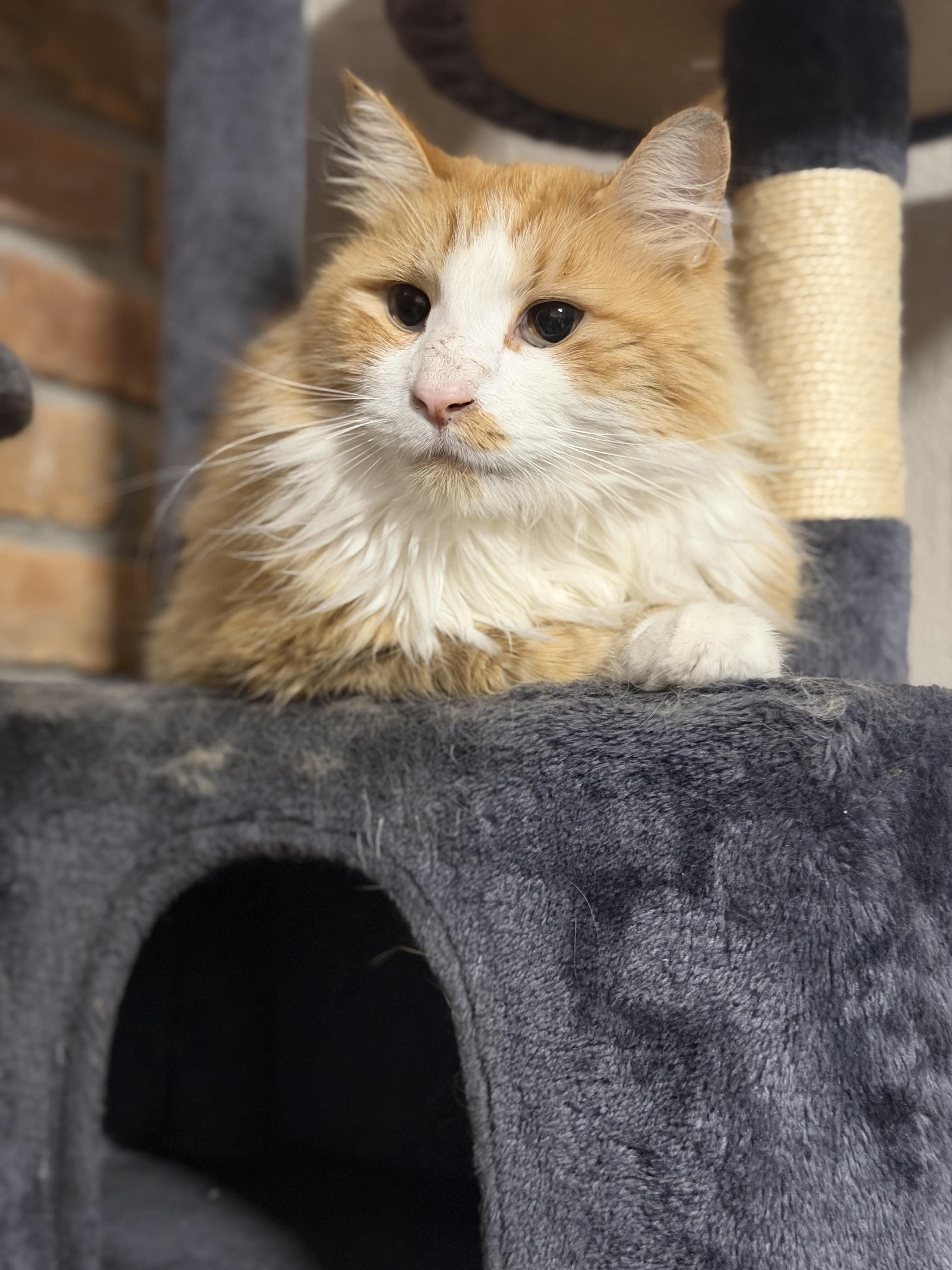 Enlarge Archie, a Adoptable mixed breed in Pocatello, ID image 3/3