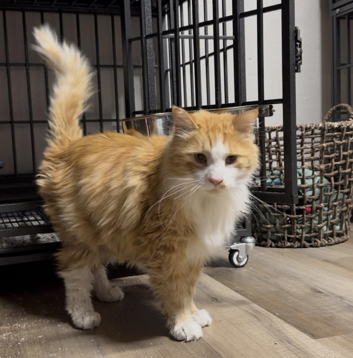 Archie, Adoptable, Adult Male Maine Coon & Domestic Long Hair.
