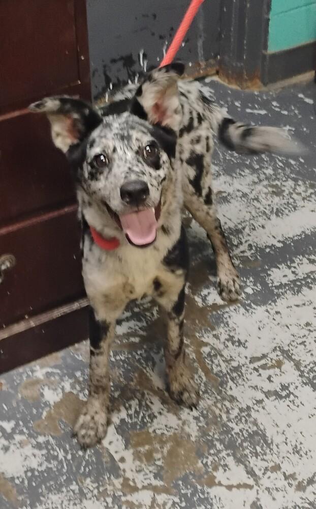 Enlarge Joy #212, a Adoptable Australian Shepherd in New Lexington, OH image 1/1