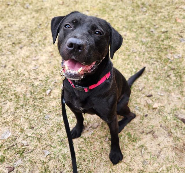 Enlarge KAI, a Adoptable mixed breed in Minneapolis, MN image 1/1