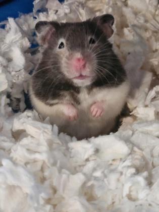 Enlarge Gemini, an adopted mixed breed in Whitby, ON image 1/2