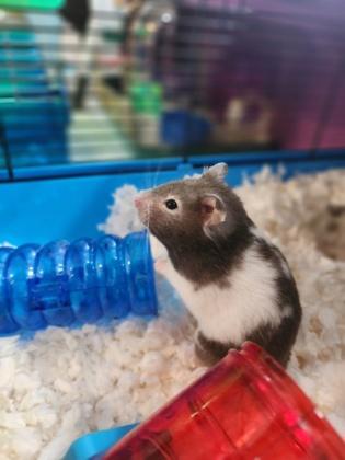 Enlarge Gemini, an adopted mixed breed in Whitby, ON image 2/2