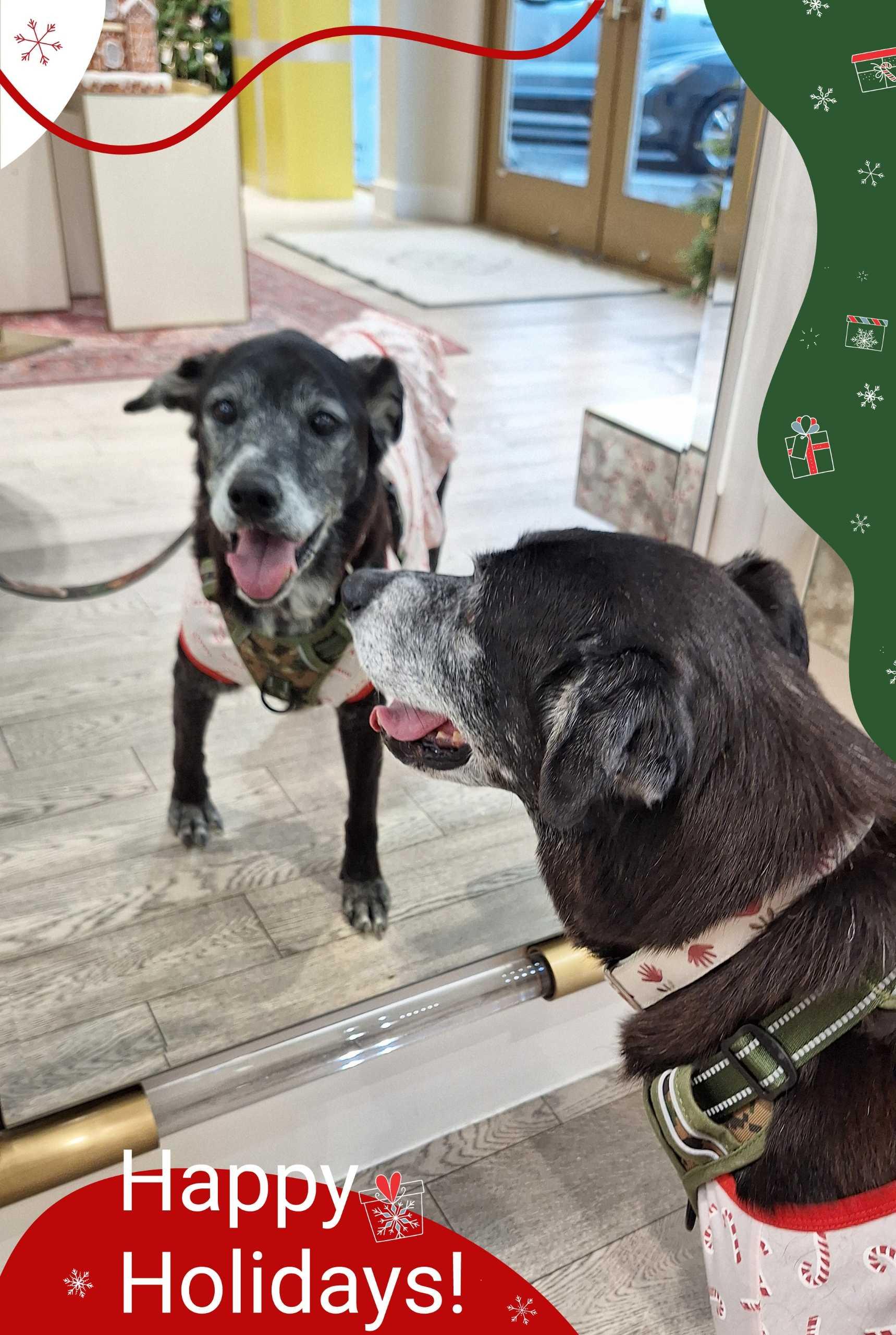 Hazel — thumbnail 3