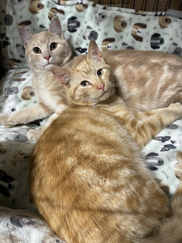 Tod, Adoptable, Young Male Domestic Short Hair.