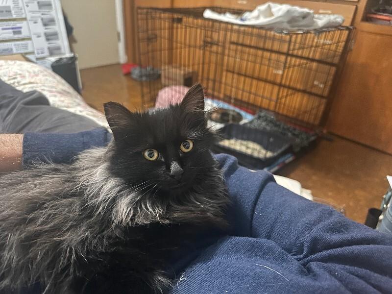 Enlarge Pedro Pawscal, a Adoptable Domestic Long Hair in Fort Collins, CO image 1/1