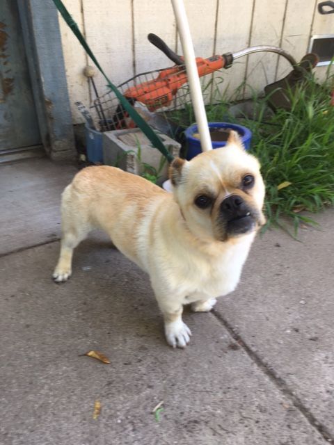 Buster, Adoptable, Young Male Pekingese.