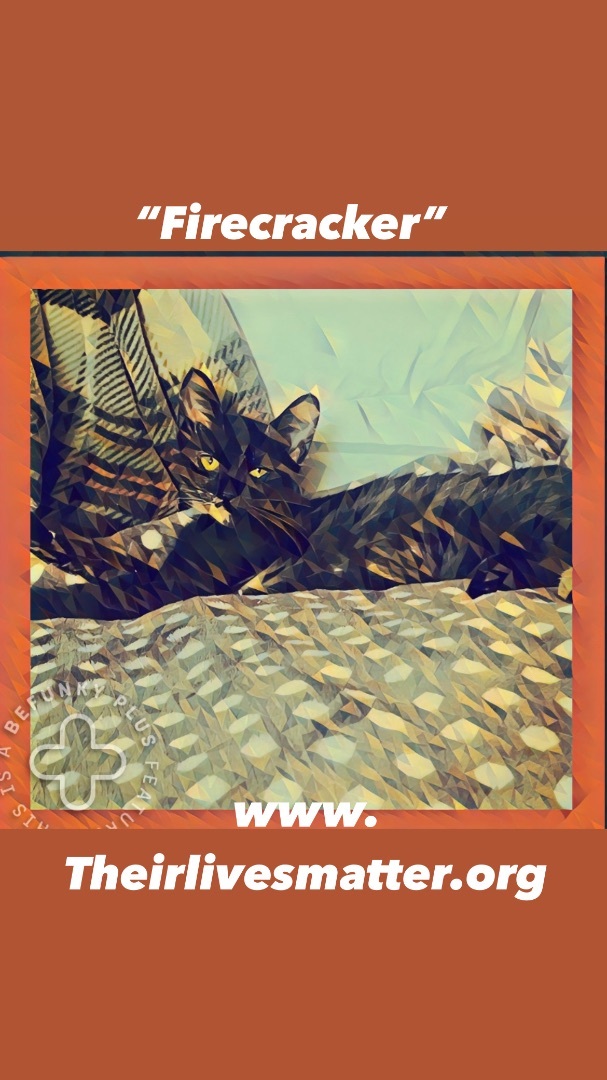 Firecracker , a Adoptable mixed breed in Palm City, FL image 1/2