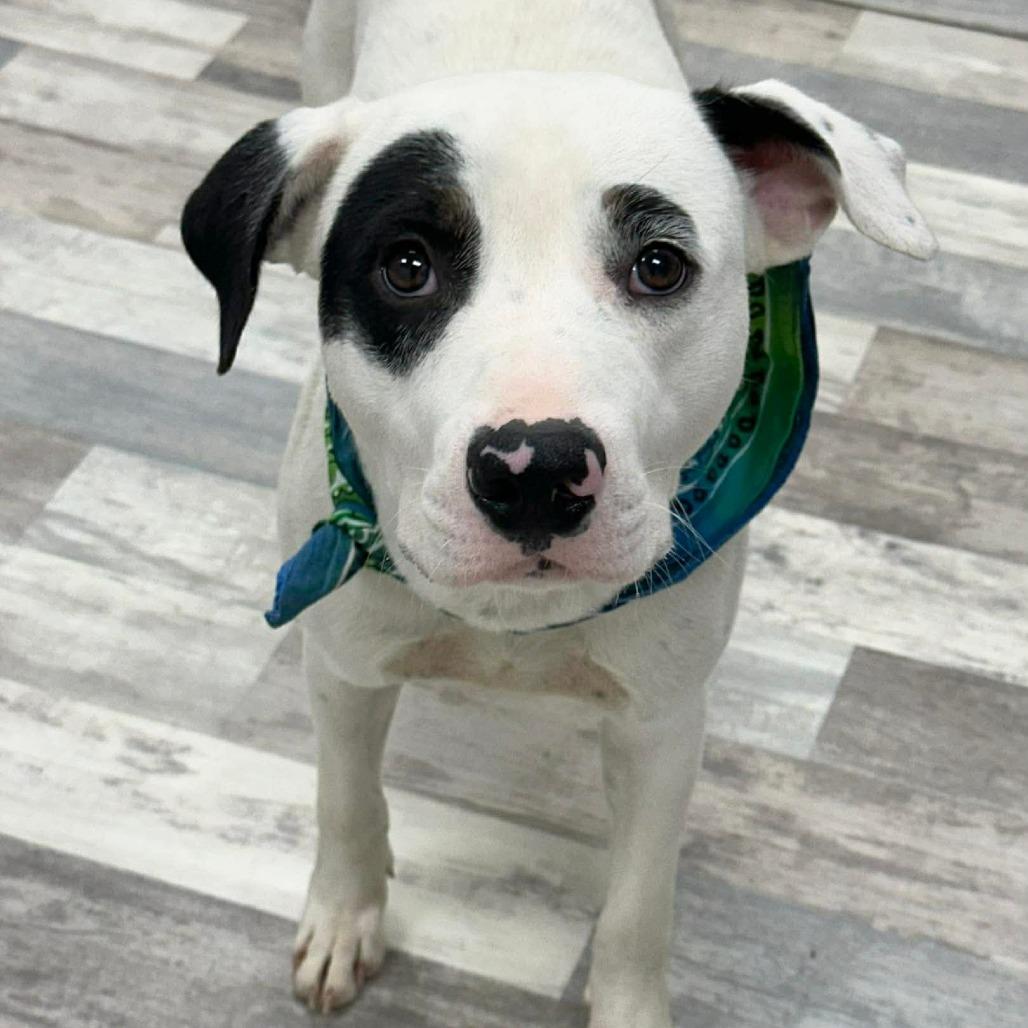 Enlarge Chico, a Adoptable Mixed Breed in Lufkin, TX image 1/4