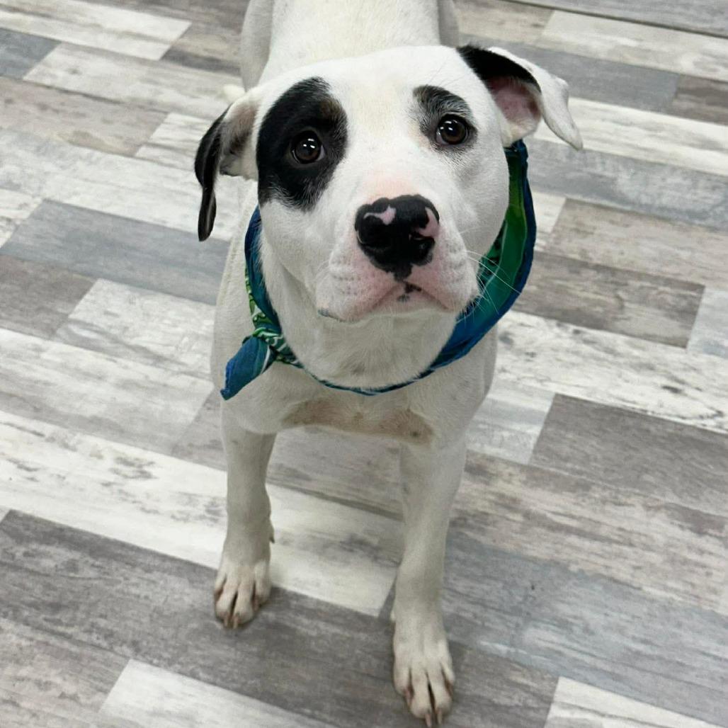 Enlarge Chico, a Adoptable Mixed Breed in Lufkin, TX image 2/4