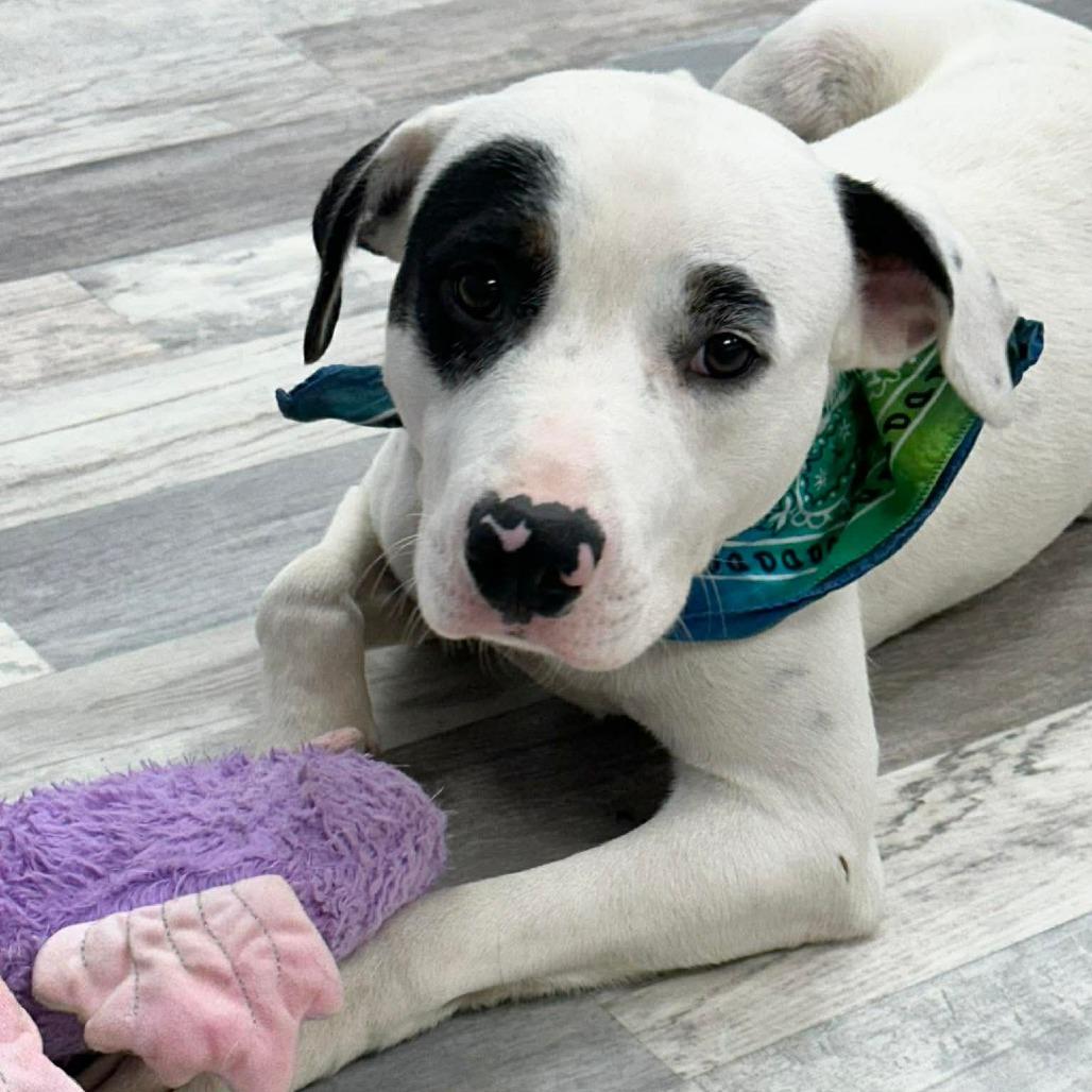 Enlarge Chico, a Adoptable Mixed Breed in Lufkin, TX image 3/4
