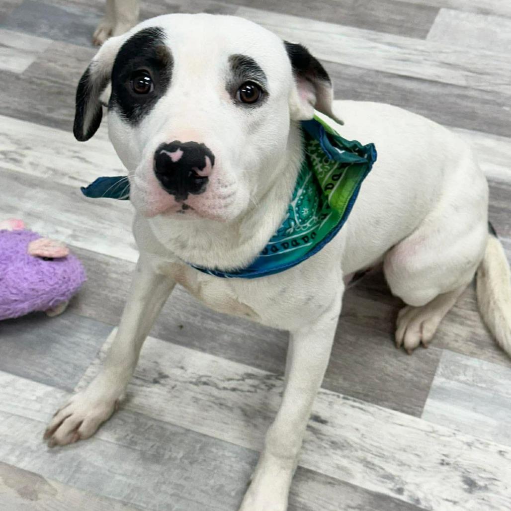 Enlarge Chico, a Adoptable Mixed Breed in Lufkin, TX image 4/4