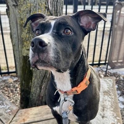 Enlarge Buster, a Adoptable Pit Bull Terrier in Buffalo, NY image 2/6