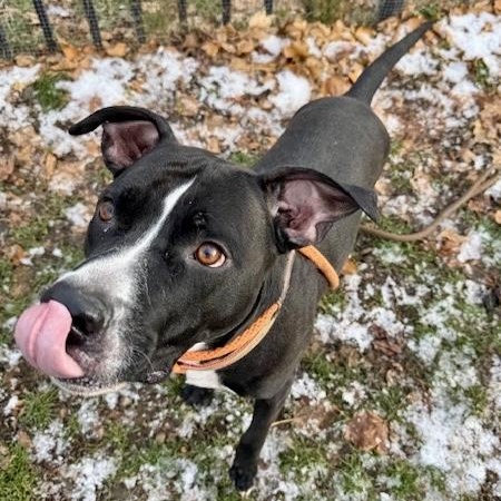 Enlarge Buster, a Adoptable Pit Bull Terrier in Buffalo, NY image 3/6