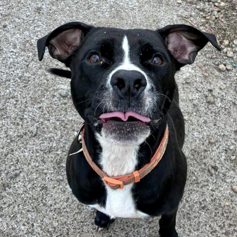 Enlarge Buster, a Adoptable Pit Bull Terrier in Buffalo, NY image 1/6