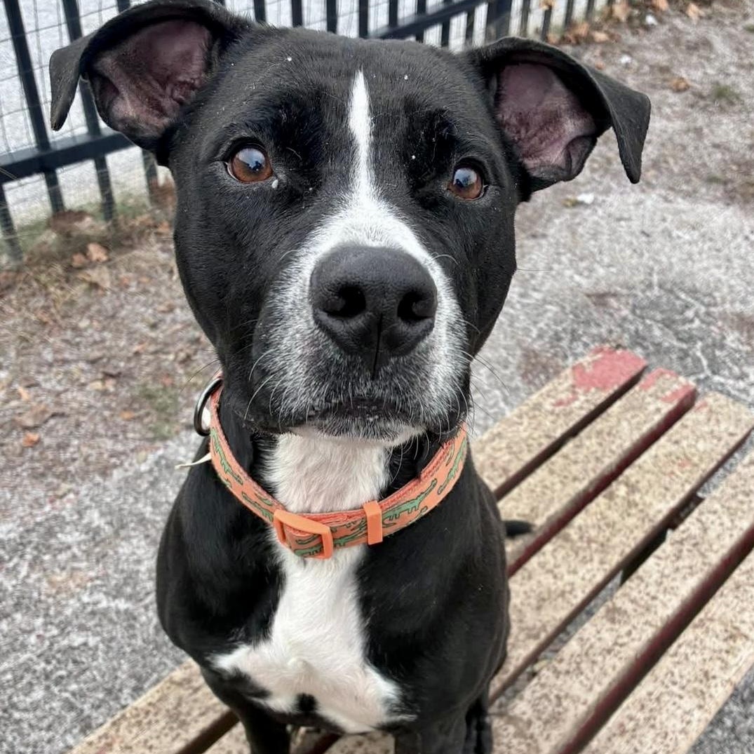Enlarge Buster, a Adoptable Pit Bull Terrier in Buffalo, NY image 6/6