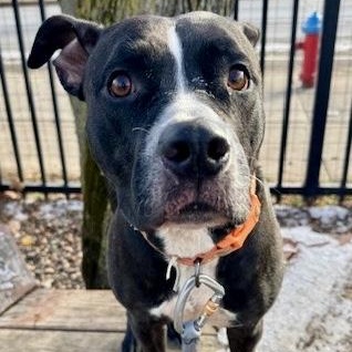 Enlarge Buster, a Adoptable Pit Bull Terrier in Buffalo, NY image 4/6