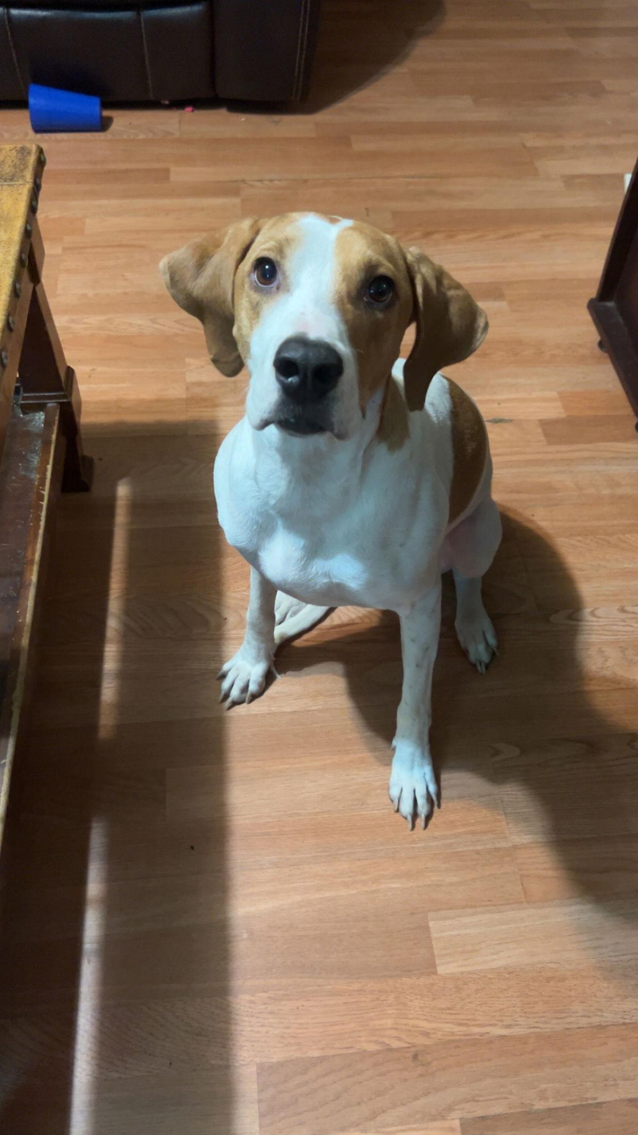 Enlarge Bailey, a Adoptable Coonhound in McArthur, CA image 1/1